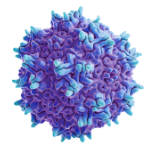 Adeno-Associated Virus (AAV)