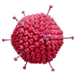 Adenovirus (AdV)