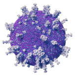 Herpes Simplex Virus (HSV)